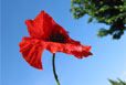 coquelicots-01-114x77