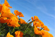 coquelicots-05-114x77