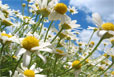 prairies-01-114x77