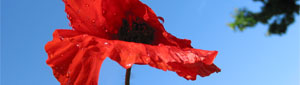 thumb-coquelicots-01